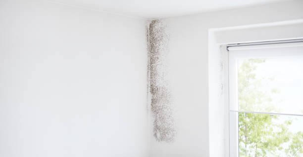 Trusted Barnesville, MN Mold Removal Experts