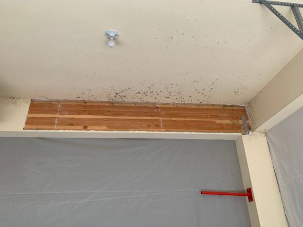 Best Asbestos and Lead Testing During Mold Inspection  in Barnesville, MN